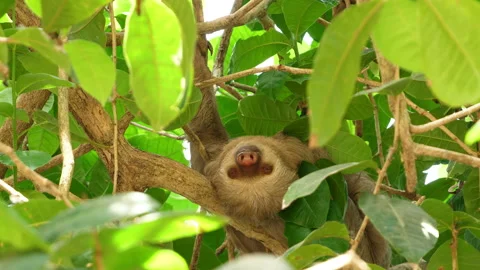 Three-toed sloth sleeping on a branch in the rainforest Stock Footage 106935118