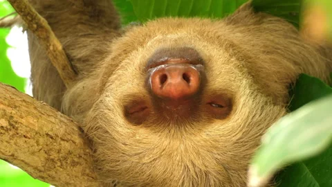 Three-toed sloth sleeping on a branch in the rainforest Stock Footage 106938326