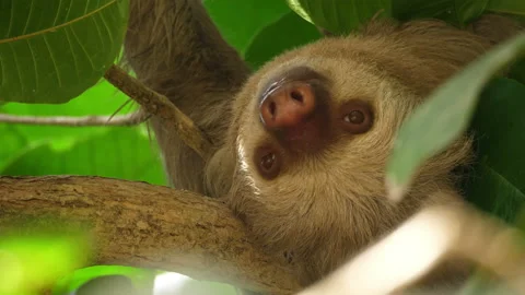 Three-toed sloth sleeping on a branch in the rainforest Stock Footage 106943198