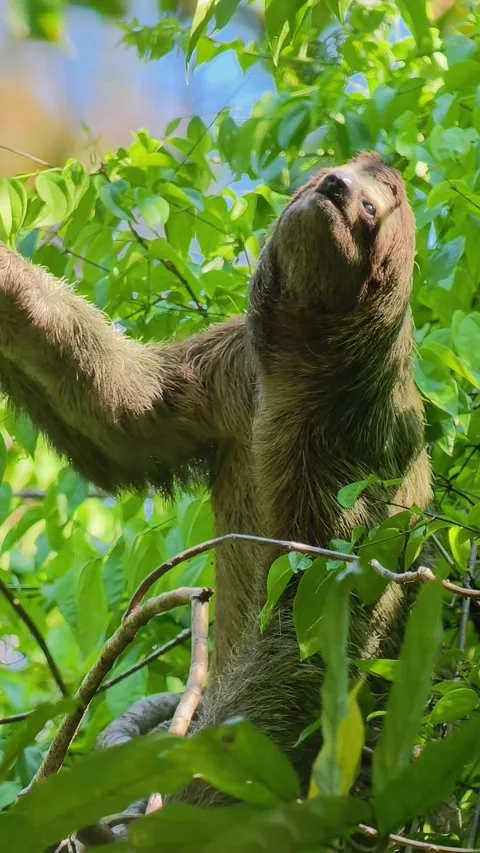 Three-Toed Sloth Smelling Leaves in Tree Canopy Stock Footage 346549755