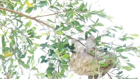 Three-toed Sloth in Tree in Central America 스톡 동영상 98398405