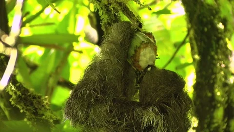 Three-toed sloths eating cocoa on a branch Stock Footage 91205280