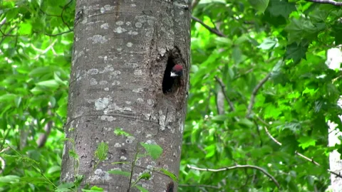 Three-toed Woodpecker: Chick Video stock 332415686
