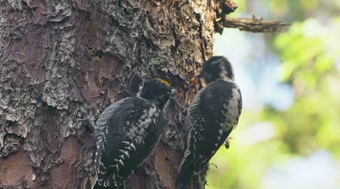 Three Toed Woodpecker Digs Grub and Shares with Mate Stock Footage 40368447