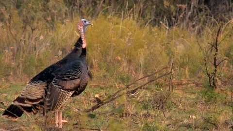Three Tom Turkeys Video stock 106897370
