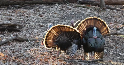 Three Tom Turkeys with Gobble Call Stock Footage 183994096