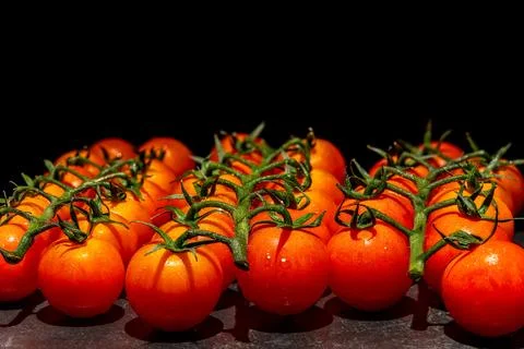 Three tomato branches on a black background. Stock Photos