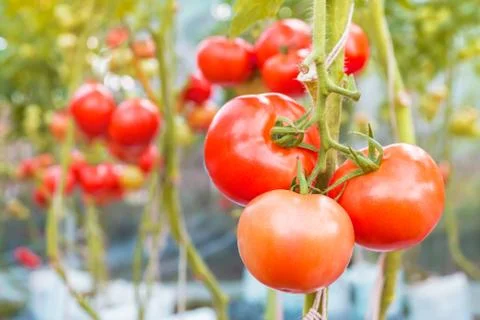 Three tomatoes on the branch Stock Photos
