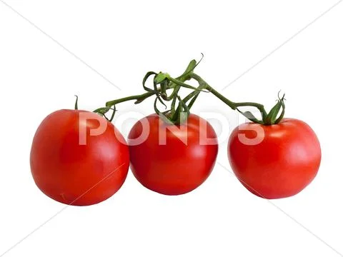 Three tomatoes isolated on white Stock Photos