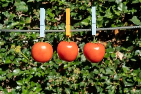 Three tomatoes Stock Photos