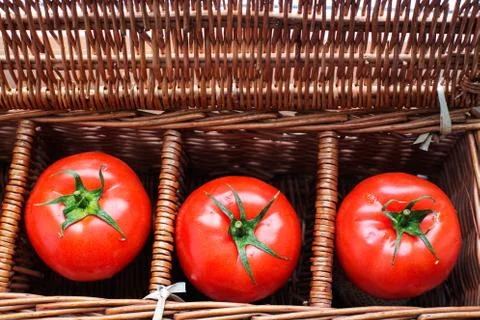 Three tomatoes in wicker box Stock Photos