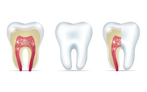 Three tooth anatomy illustrations Stock Illustration