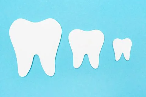 Three tooth models of different sizes on a blue background. Teeth growth conc Stock Photos