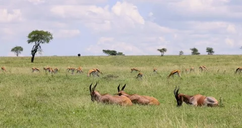 Three topi antelopes resting and grazing in the savannah of Serengeti Natio.. Video stock 319927077