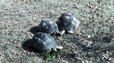 Three Tortoises eating Stock Footage 38849997