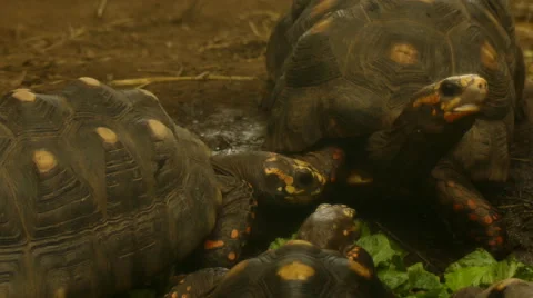 Three tortoises eating Stock Footage 62813154