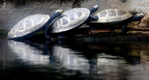 Three tortoises Stock Photos