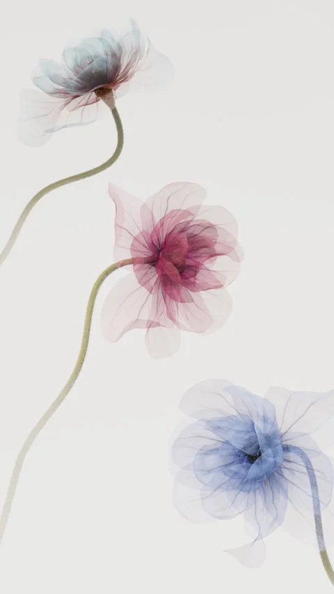 Three translucent colorful xray style flowers gently blooming and swaying i.. 스톡 동영상 336087529