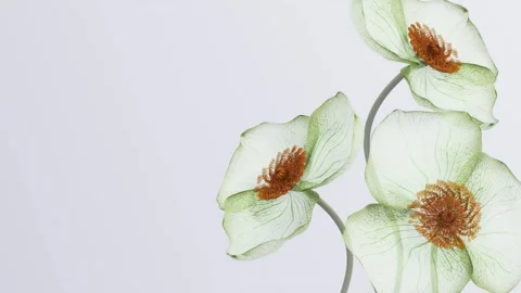 Three Translucent Green Flowers with Detailed Petal Veins and Orange Center.. Vídeo Stock 339074852