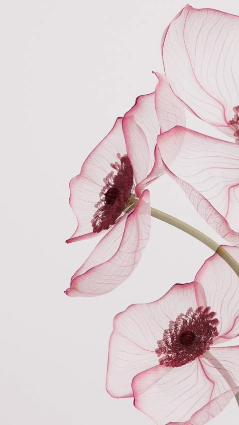 Three translucent pink poppy flowers blooming with delicate petal veins in .. 스톡 동영상 337713069