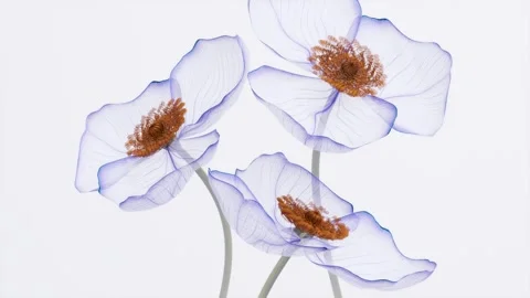 Three translucent purple anemone flowers with orange centers blooming in x-.. Видео 337885752