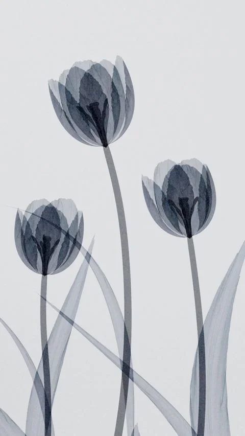 Three Translucent X-ray Style Tulips Blooming on Light Gray Background, Min.. 库存影片 339074747