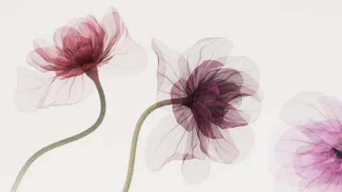 Three transparent x-ray flowers blooming slowly on white background, minima.. Stock Footage 336245330