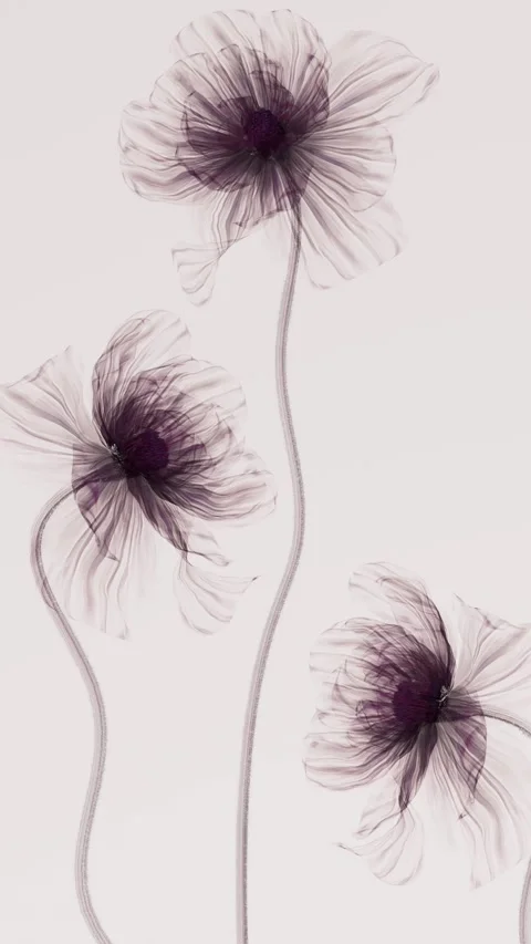 Three transparent x-ray flowers swaying gently in the wind on a soft backgr.. Stock Footage 336372328