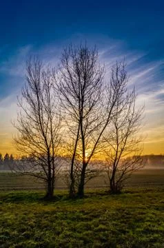 Three tree on meadow at sunset with blue sky Stock Photos