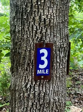 Three on a Tree Stock Photos