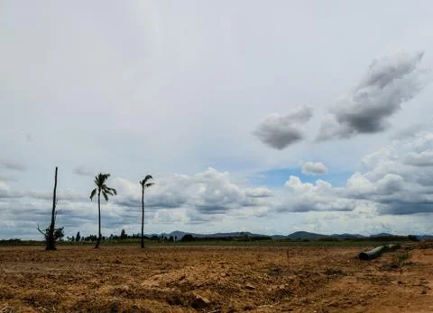 Three tree in the plains Stock Photos