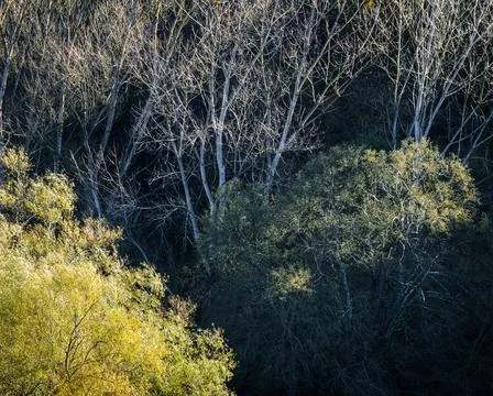 Three tree species in different stages of foliation Stock Photos