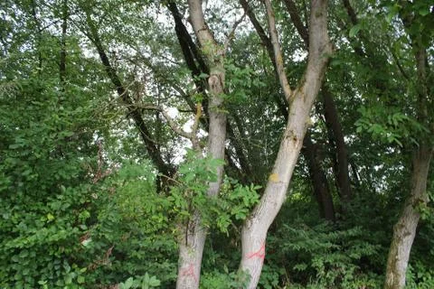 Three tree stumps in a forest Stock Photos