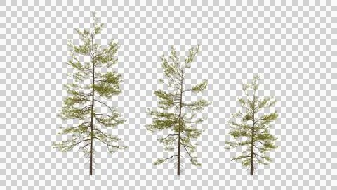 Three tree on transparent background, real tree green leaf isolate die cut .. Stock Illustration