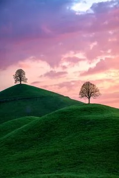 Three trees on 3 hills under a purple sky Stock Photos