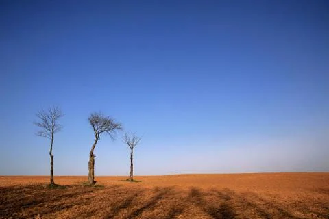 Three trees and endless fields in the mountains Stock Photos