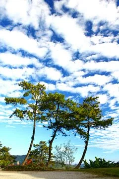 Three trees with beautiful blue sky and white clouds. Foto stock