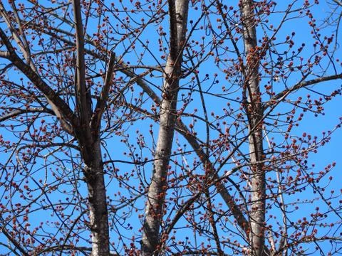 Three Trees With Berries Growing On Branches (Springtime) Stock Photos