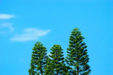Three trees with blue sky Stock Photos