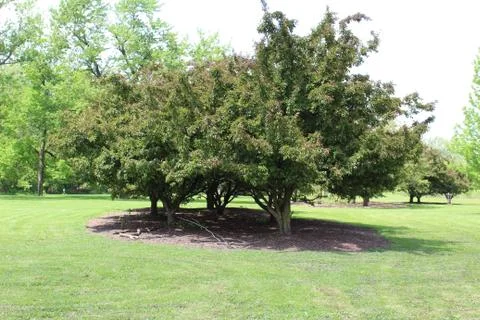 Three Trees Close Together located in a park 库存照片