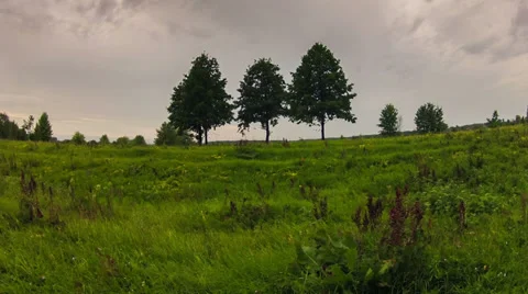 Three trees cloudy morning Stock Footage 27436403
