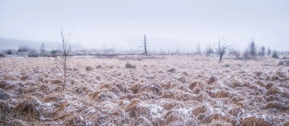 Three trees in a desolate winter landscape Foto stock