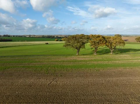 Three trees in a field Stock Photos