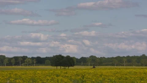 Three trees in a field of ragwort (Senecio jacobaea) Stock Footage 136723585