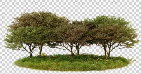 Three trees on a grassy hill in a forest scene. Nature, woodland, and envir.. Stock Photos