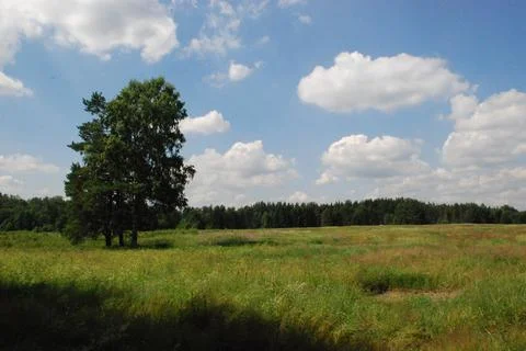 Three trees grow side by side in the field. Stock Photos