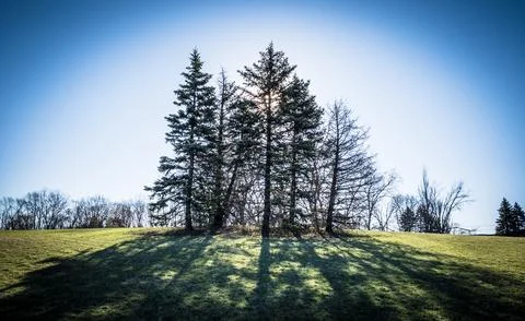 Three Trees on a Hill Stock Photos