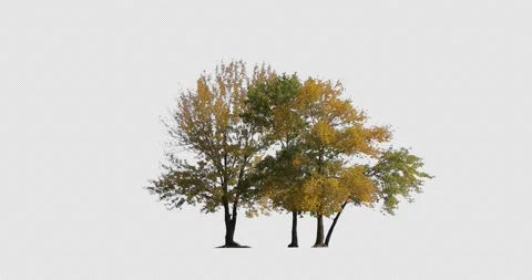 Three trees isolated on black background. Autumn yellow leaves - Alpha channel Video stock 141650383