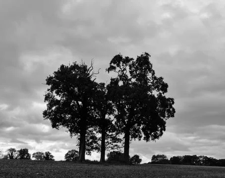 Three trees isolated Stock Photos