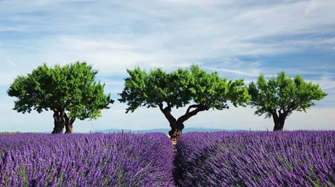 Three trees lined up at the end of a lavender field Video stock 56223140